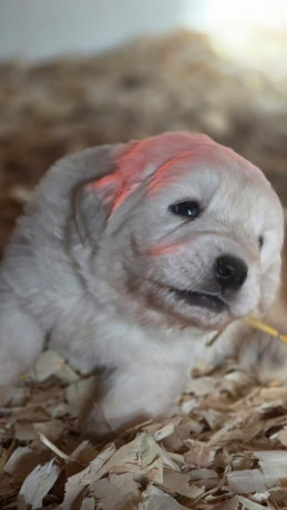 tatra-mountain-sheepdog-owczarek-podhalanski-big-3
