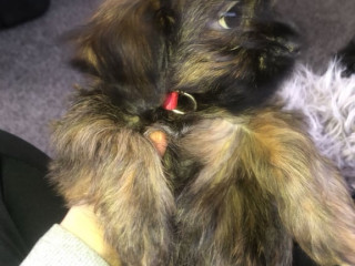 missing-stolen-shih-tzu-cross-terrier