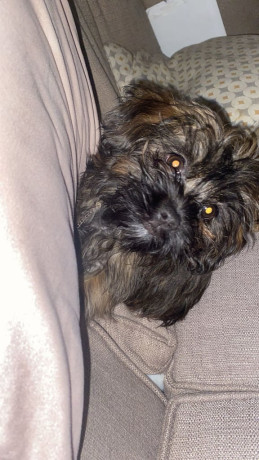 missing-stolen-shih-tzu-cross-terrier-big-1