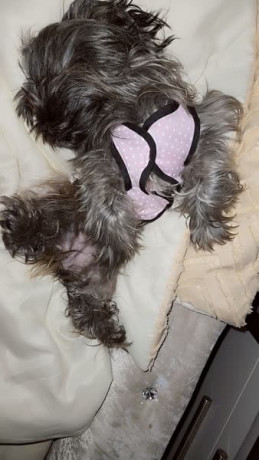 missing-stolen-shih-tzu-cross-terrier-big-2