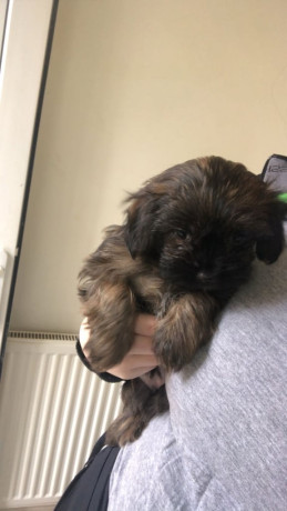 missing-stolen-shih-tzu-cross-terrier-big-3