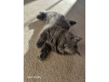 beautiful-ragdoll-cross-kittens-looking-them-forever-home-small-3