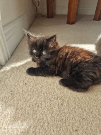 beautiful-ragdoll-cross-kittens-looking-them-forever-home-big-2