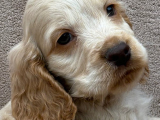 show-cocker-spaniels