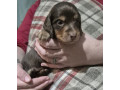 kc-registerd-smooth-long-haired-miniature-dachshunds-small-0