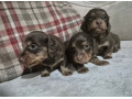 kc-registerd-smooth-long-haired-miniature-dachshunds-small-3