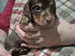 kc-registerd-smooth-long-haired-miniature-dachshunds