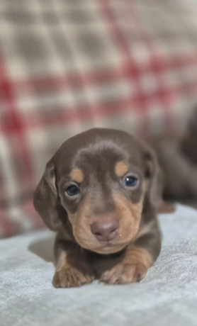 kc-registerd-smooth-long-haired-miniature-dachshunds-big-1