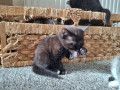 kittens-for-sale-small-3
