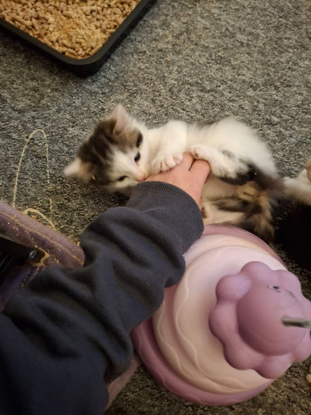 kittens-for-sale-big-2