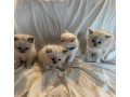 unregistered-pure-ragdoll-kittens-small-0
