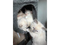 unregistered-pure-ragdoll-kittens-small-1