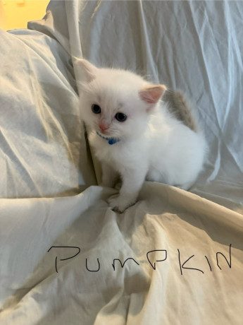 unregistered-pure-ragdoll-kittens-big-2