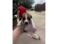jack-russlle-small-1