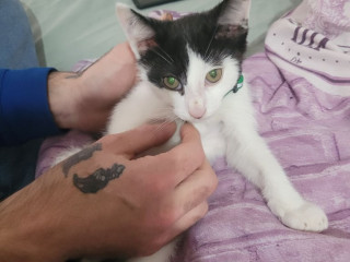 10-week-old-kitten-needs-a-loving-home