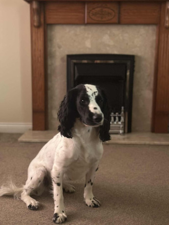 excellent-cocker-spaniel-puppies-big-1