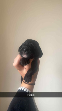 excellent-cocker-spaniel-puppies-big-2