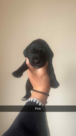 excellent-cocker-spaniel-puppies-big-3