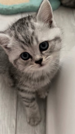 gorgeous-champion-line-silver-british-short-hair-kittens-big-3