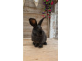 gorgeous-male-rabbits-looking-for-their-loving-homes-small-3