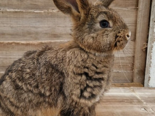 gorgeous-male-rabbits-looking-for-their-loving-homes