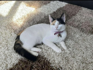 female-cat-for-sale-2-years-old