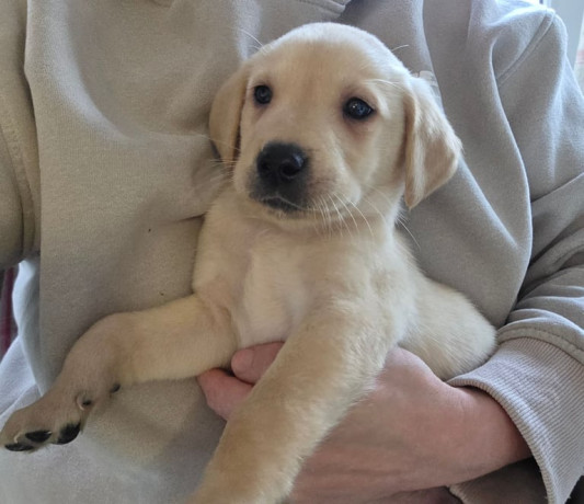 labrador-puppies-big-0