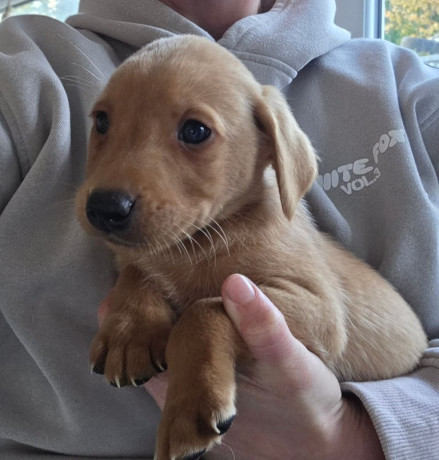 labrador-puppies-big-3