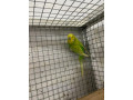 budgies-and-breeding-cages-for-sale-small-1