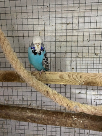 budgies-and-breeding-cages-for-sale-big-0
