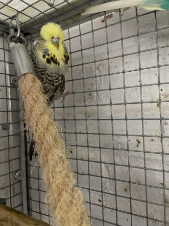 budgies-and-breeding-cages-for-sale-big-2