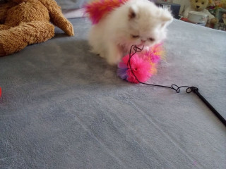 tinabee-exotic-short-hair-persian-kittensprices-can-be-arranged-for-breeding-pets