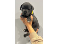 kc-registered-blue-staffy-puppies-small-2