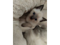 three-siamese-kittens-with-ragdol-small-1