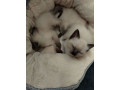 three-siamese-kittens-with-ragdol-small-3