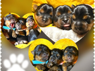 adorable-teacup-yorkshire-terrier-puppies