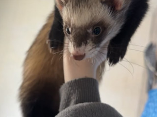 jill-and-hob-ferrets