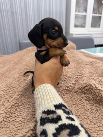 miniature-dachshund-puppies-for-sale-ready-now-big-0