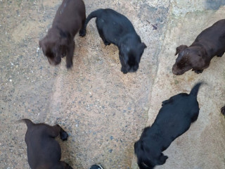 labrador-pups-for-sale