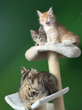 maine-coon-kittens-big-3