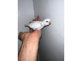 tame-baby-budgies-small-1