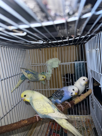 tame-baby-budgies-big-2