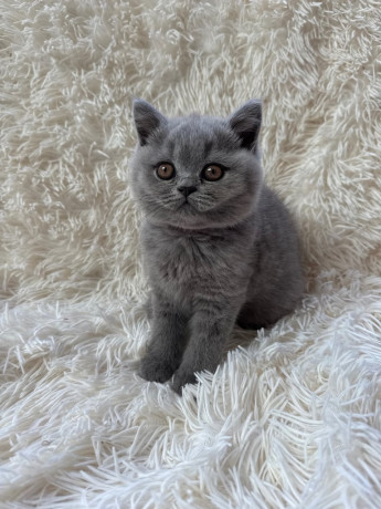 british-blue-shorthair-kittens-available-big-1