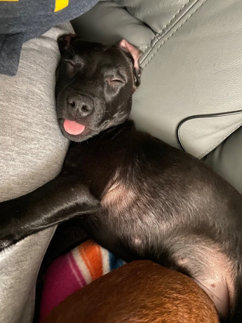 patterdale-chip-looking-for-loving-home-big-3