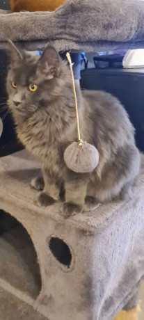 main-coon-kittens-sale-in-london-big-3