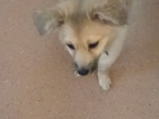 pomchi