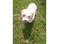 cavapoo-small-1
