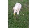 cavapoo-small-2