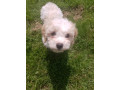 cavapoo-small-3