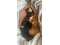 mum-cat-and-4-kittens-small-3